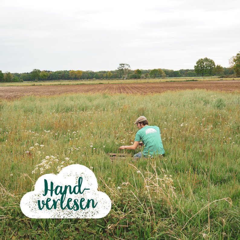 Wunscherfüller große Pusteblume im Glas