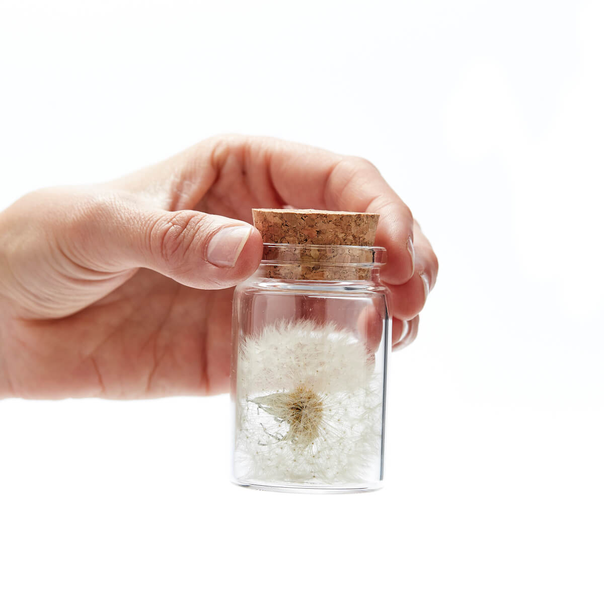 Wunscherfüller große Pusteblume im Glas