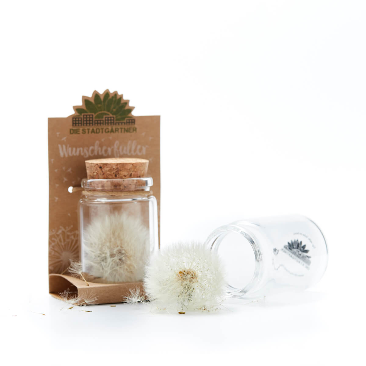 Wunscherfüller große Pusteblume im Glas
