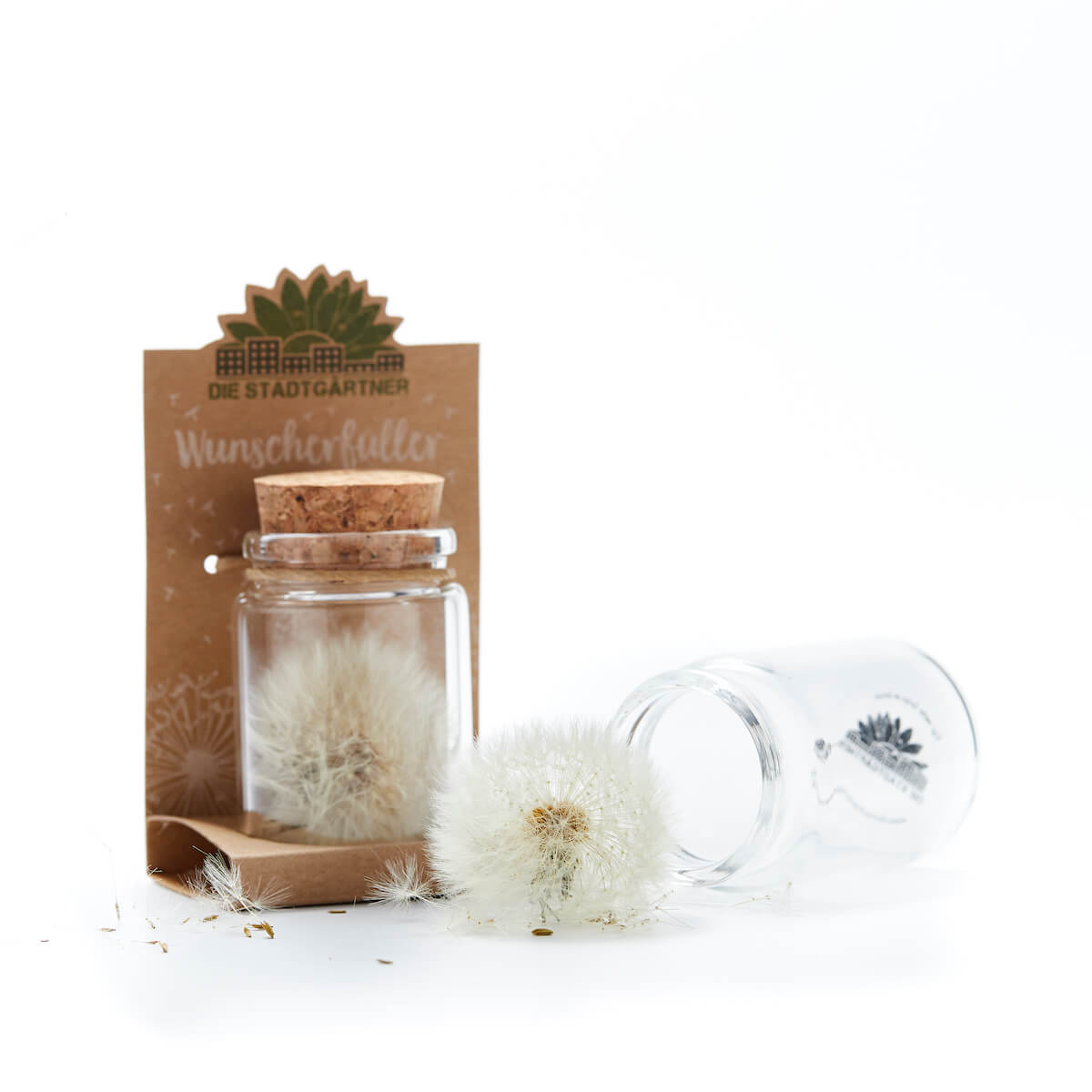 Wunscherfüller große Pusteblume im Glas