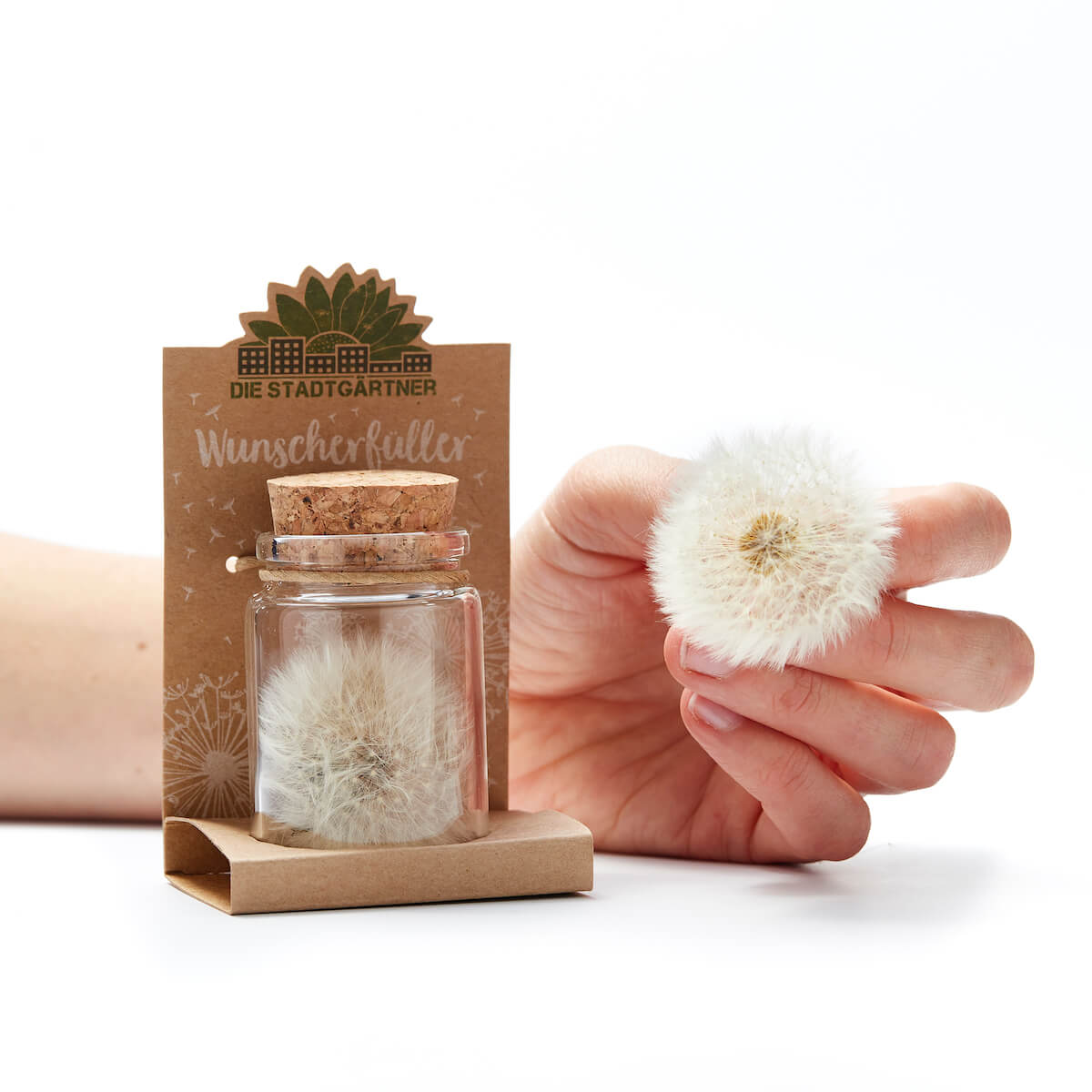 Wunscherfüller große Pusteblume im Glas