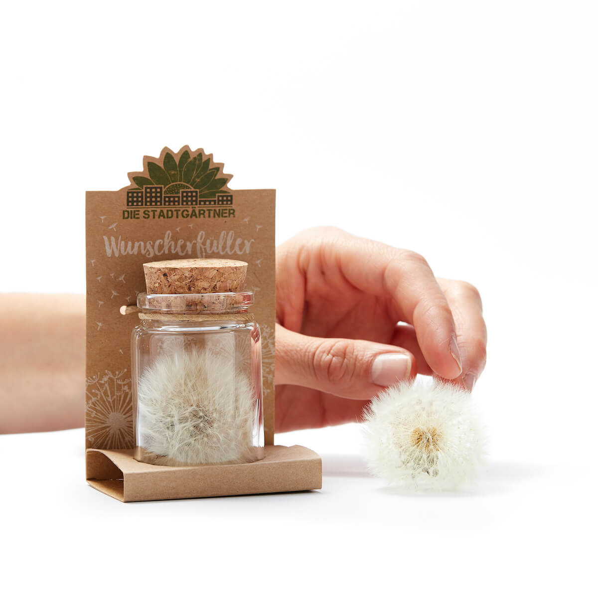 Wunscherfüller große Pusteblume im Glas