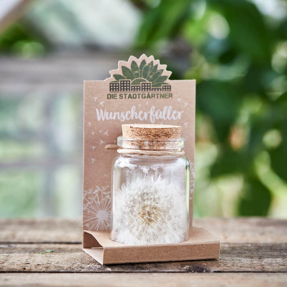 Wunscherfüller große Pusteblume im Glas