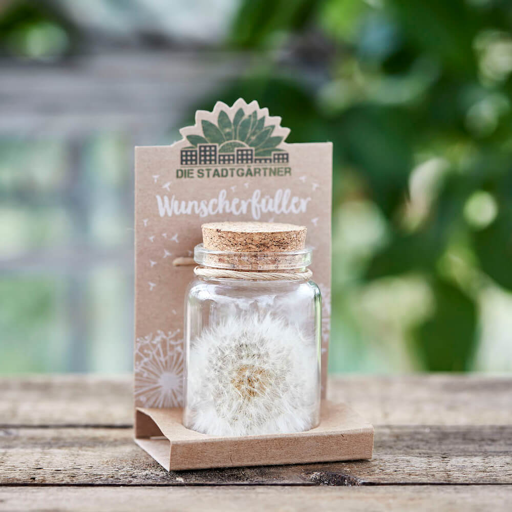 Wunscherfüller große Pusteblume im Glas