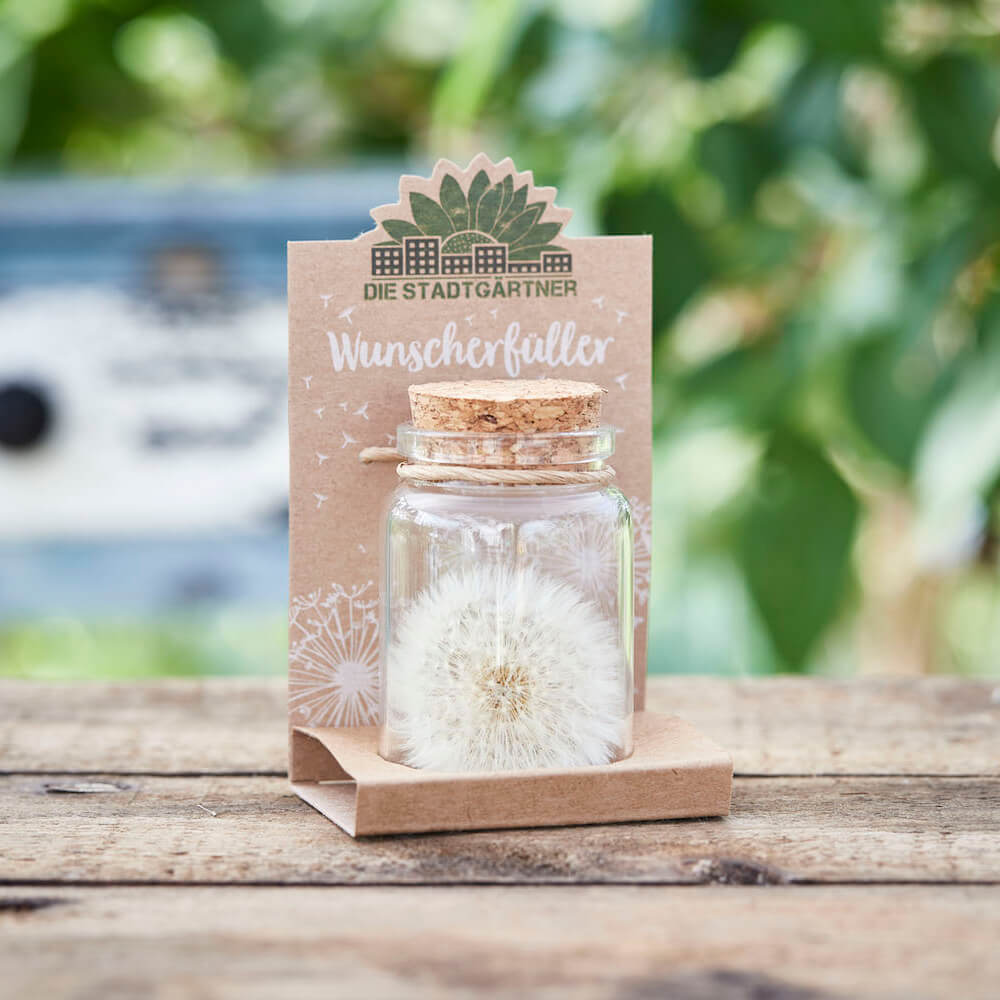Wunscherfüller große Pusteblume im Glas