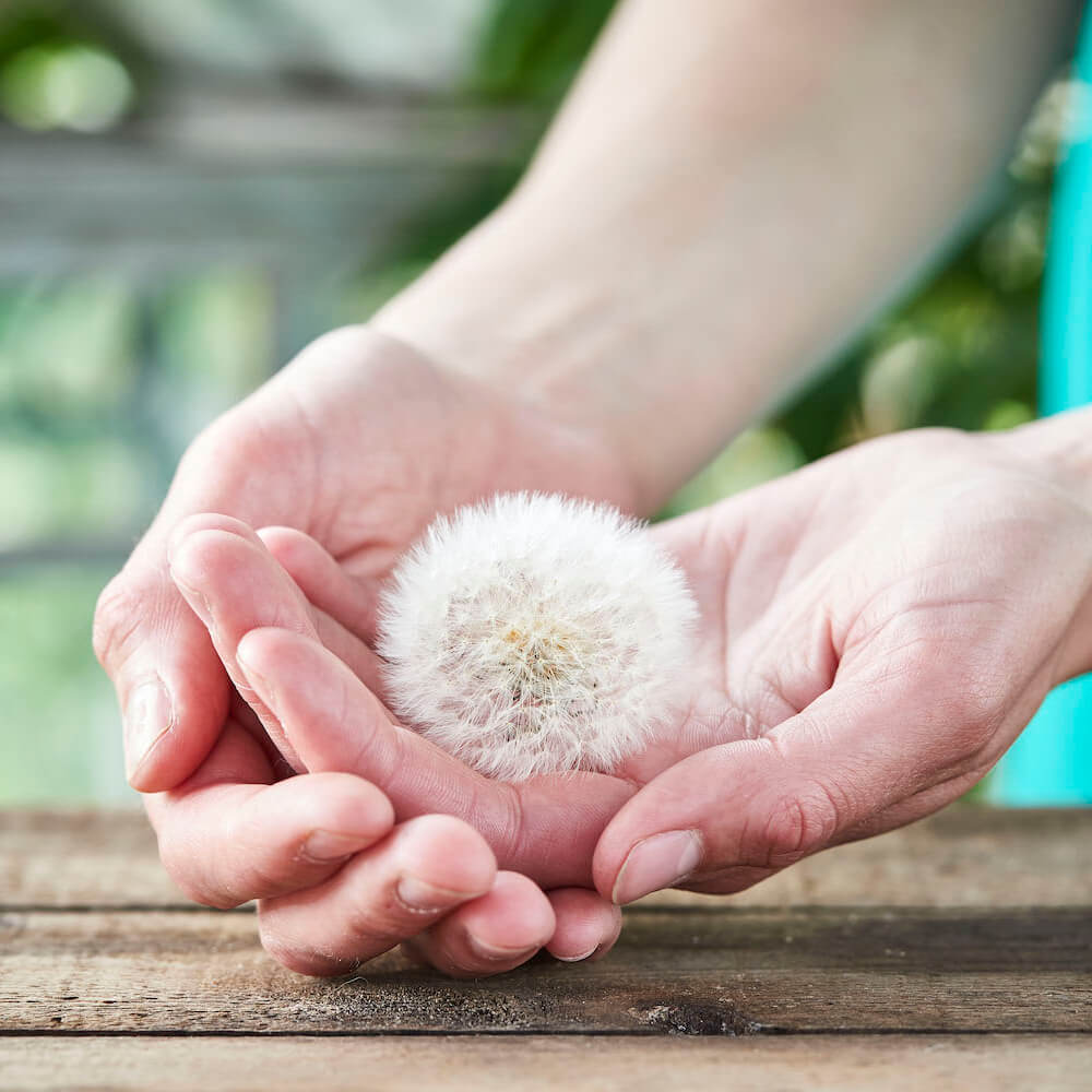 Wunscherfüller große Pusteblume im Glas