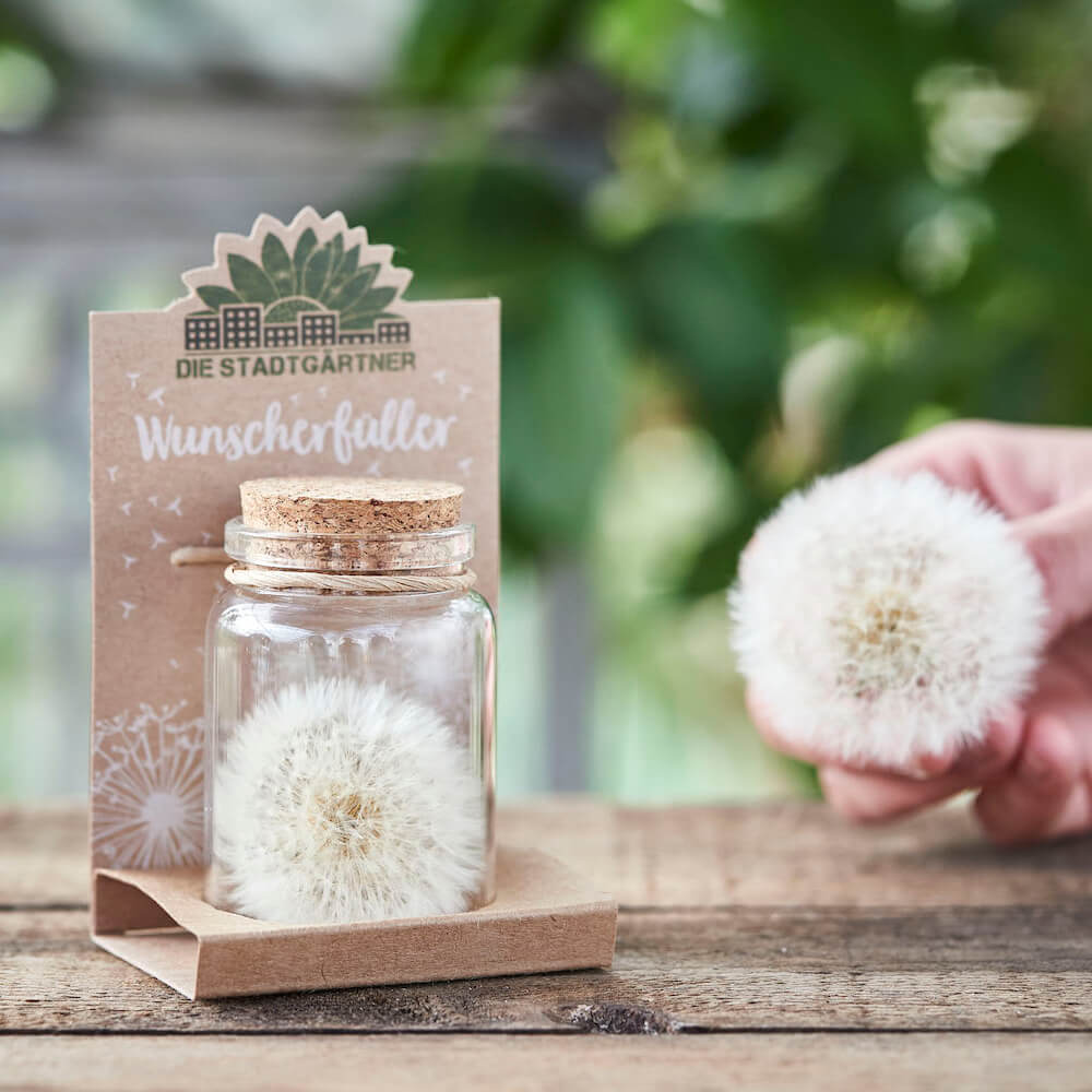Wunscherfüller große Pusteblume im Glas