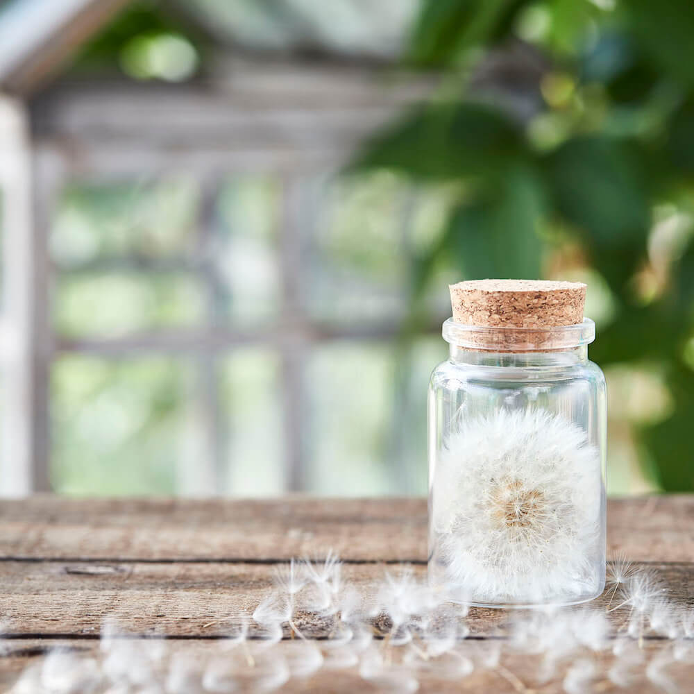 Wunscherfüller große Pusteblume im Glas