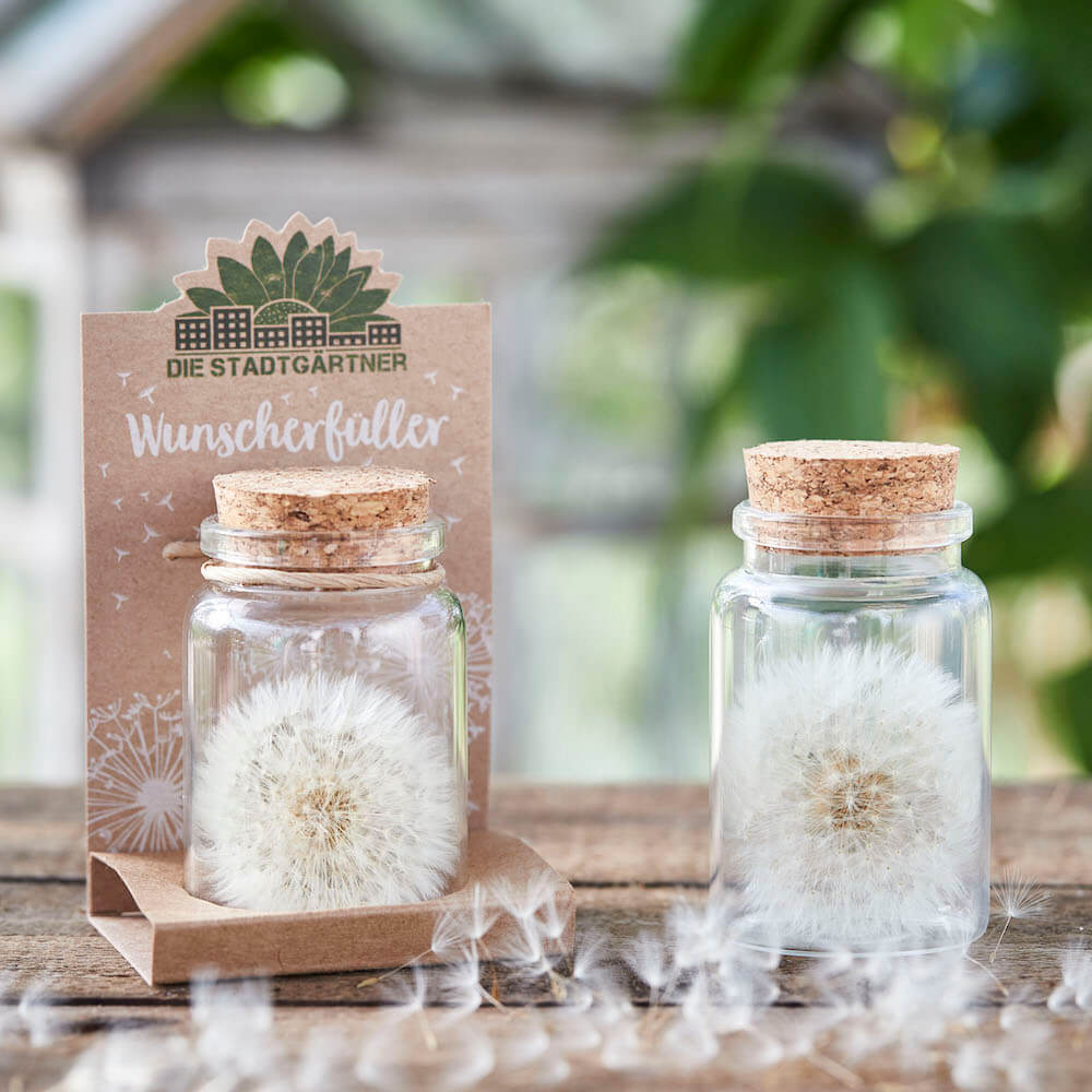 Wunscherfüller große Pusteblume im Glas