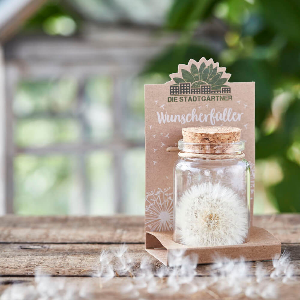 Wunscherfüller große Pusteblume im Glas