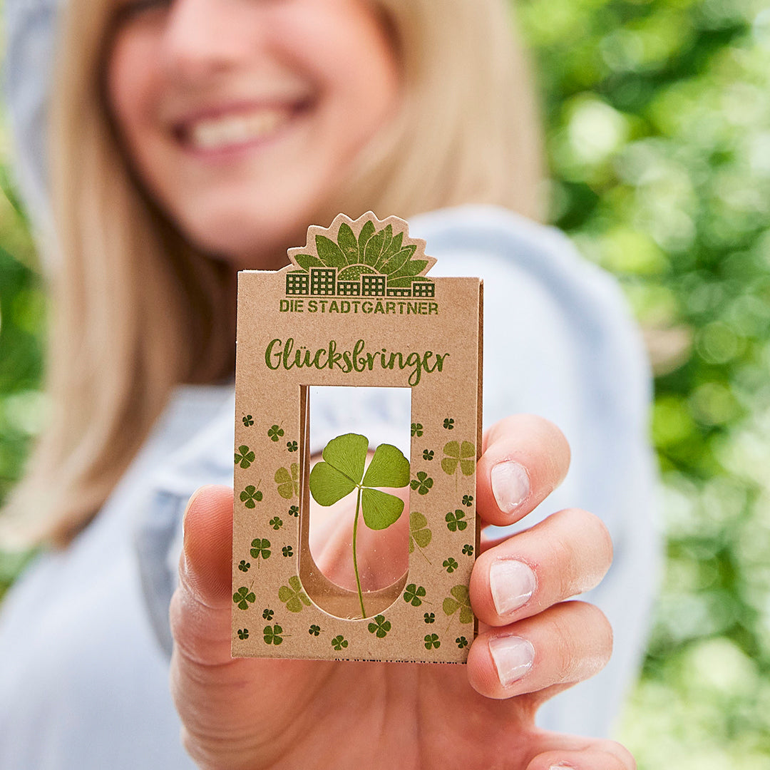 Glücksbringer – Echtes Kleeblatt