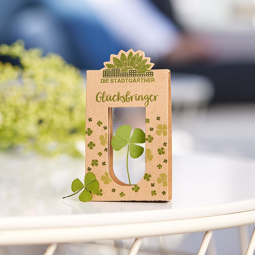 Glücksbringer – Echtes Kleeblatt
