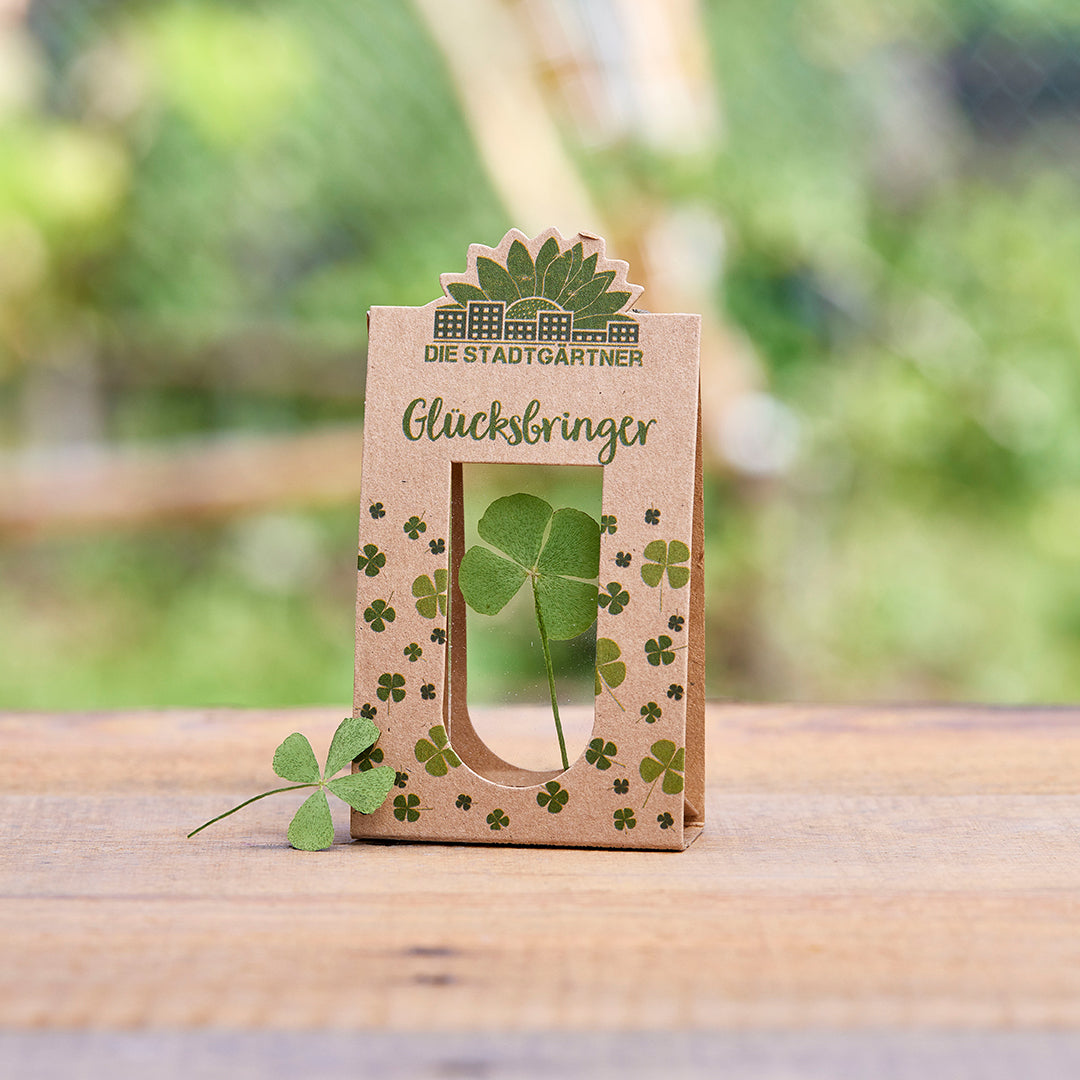 Glücksbringer – Echtes Kleeblatt