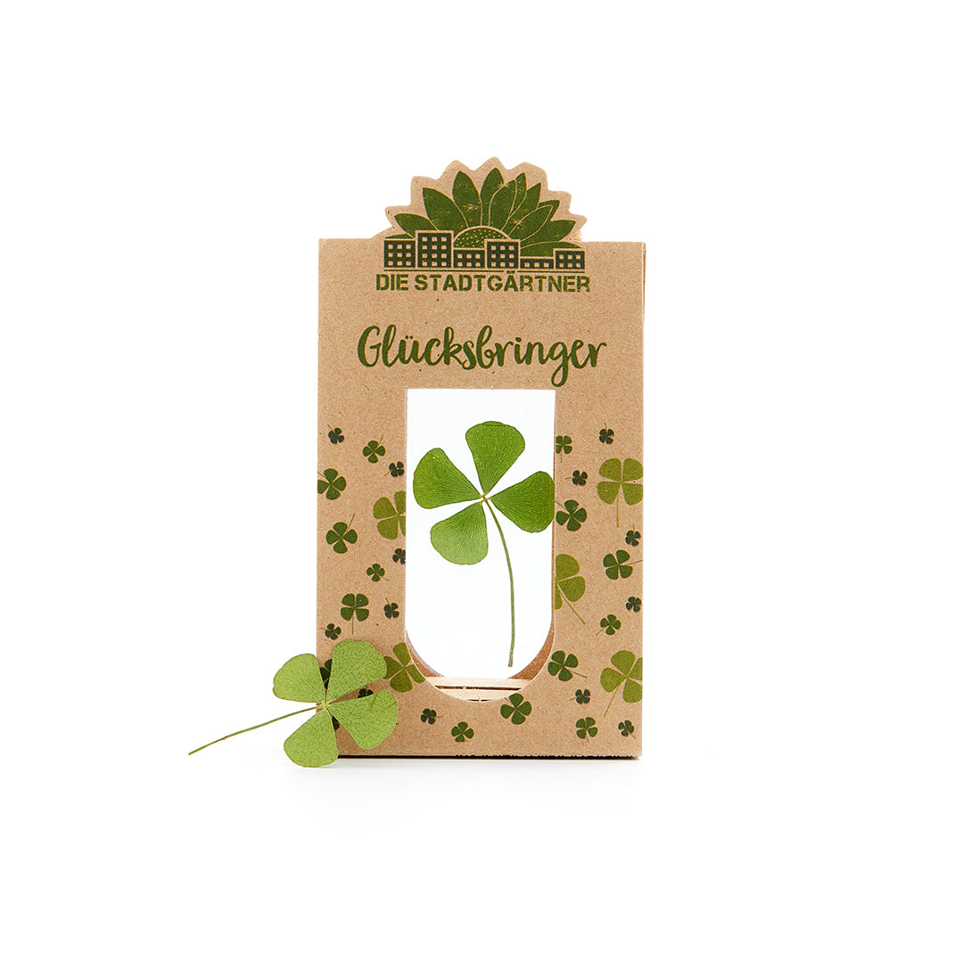 Glücksbringer – Echtes Kleeblatt