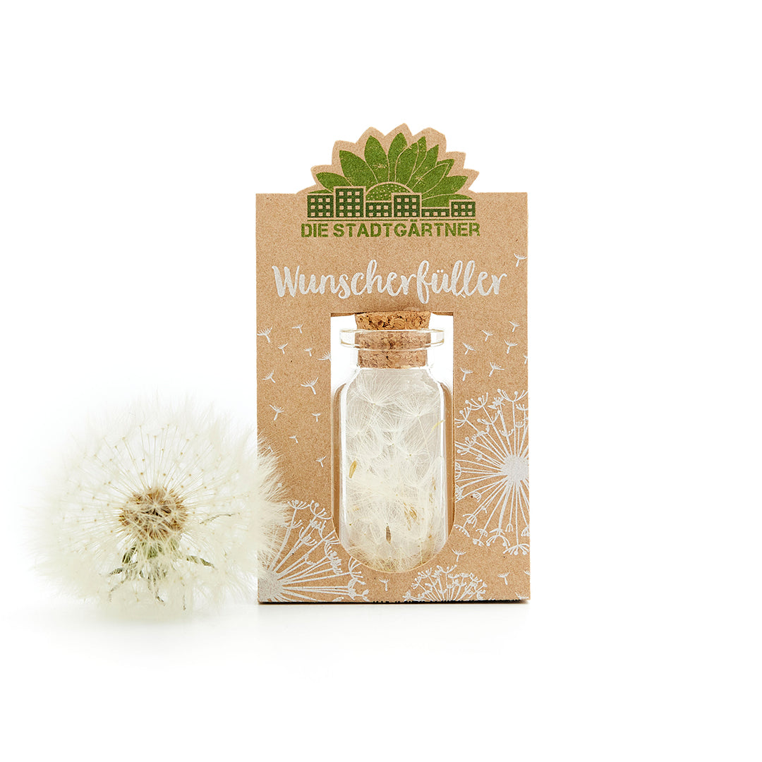 Wunscherfüller mittelgroße Pusteblume