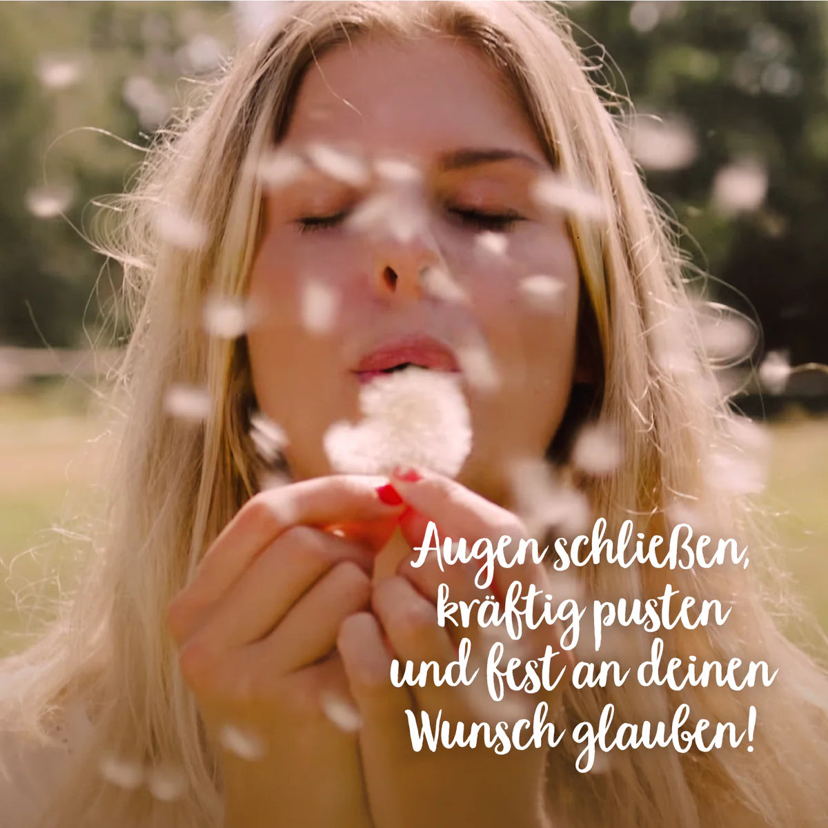 Wunscherfüller mittelgroße Pusteblume