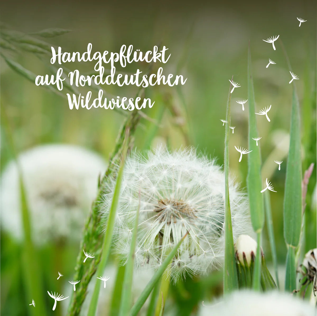 Wunscherfüller mittelgroße Pusteblume